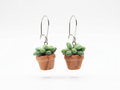 Potted Succulent